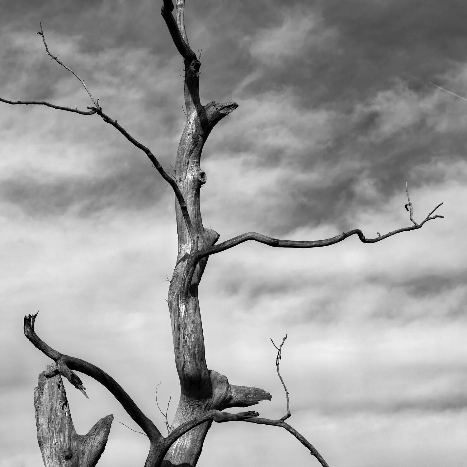 Intertwined with Nature — DVAA